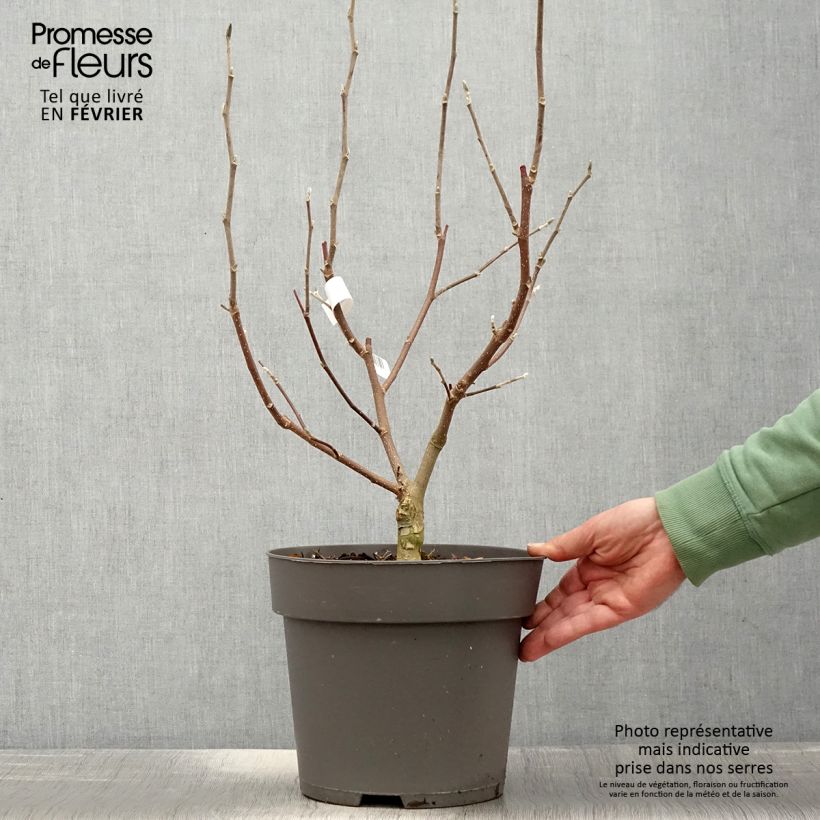 Magnolia Mags Pirouette Vaso da 4L/5L esemplare consegnato in inverno