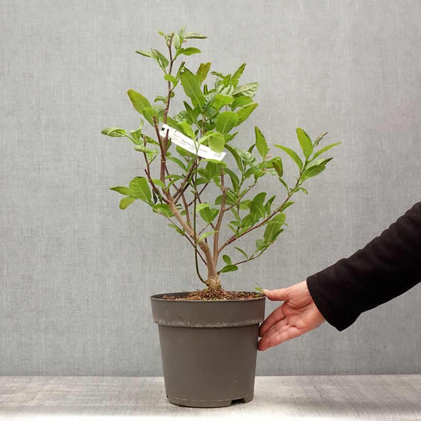 Magnolia Mags Pirouette Vaso da 4L/5L esemplare consegnato in primavera