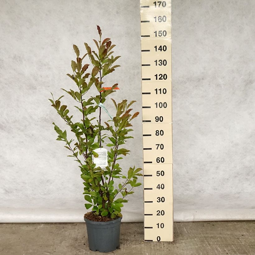 Magnolia Merrill Vaso da 7,5L/10L esemplare consegnato in primavera