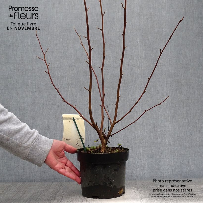 Esemplare di Magnolia Merrill Vaso da 3L/4L come consegnato in autunno