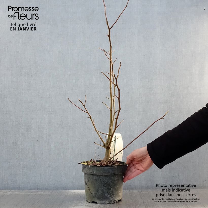 Magnolia Merrill Vaso da 3L/4L esemplare consegnato in inverno