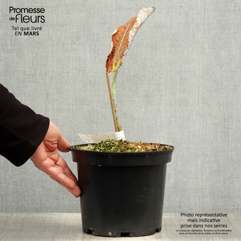 Magnolia macrophylla subsp. ashei Vaso da 4L/5L esemplare consegnato in primavera