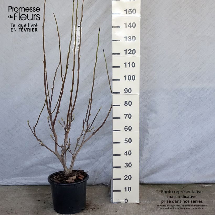 Magnolia soulangeana Andre Leroy Vaso da 7,5L/10L esemplare consegnato in inverno