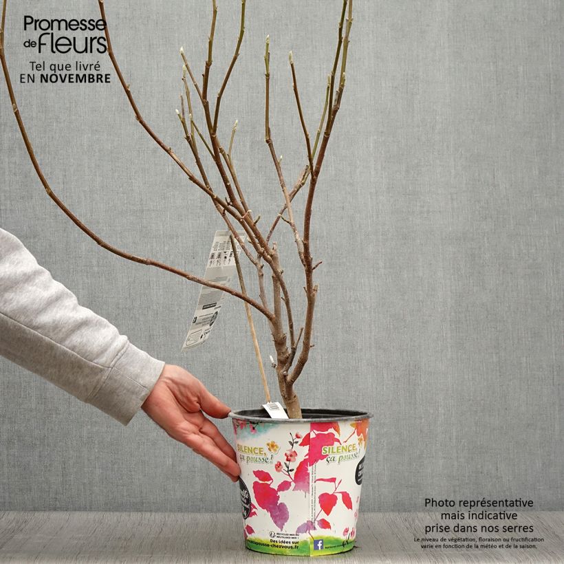 Esemplare di Magnolia soulangeana Andre Leroy Vaso da 4L/5L come consegnato in autunno