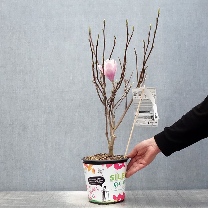 Magnolia soulangeana Andre Leroy Vaso da 4L/5L esemplare consegnato in primavera