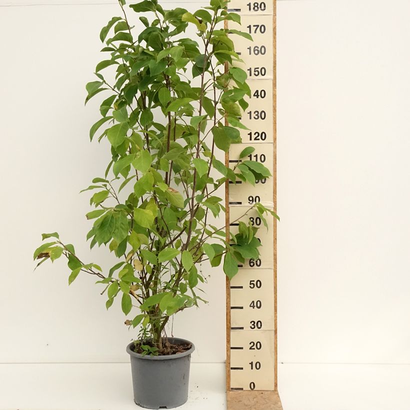 Esemplare di Magnolia soulangeana Andre Leroy Vaso da 7,5L/10L consegnato in estate