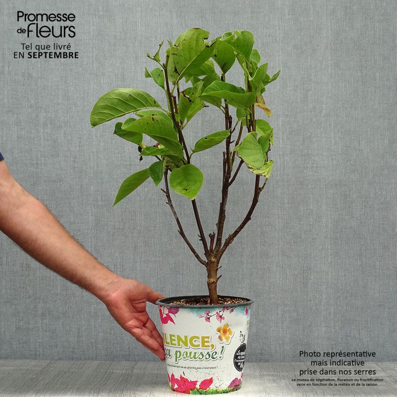 Esemplare di Magnolia Manchu Fan Vaso da 4L/5L come consegnato in autunno
