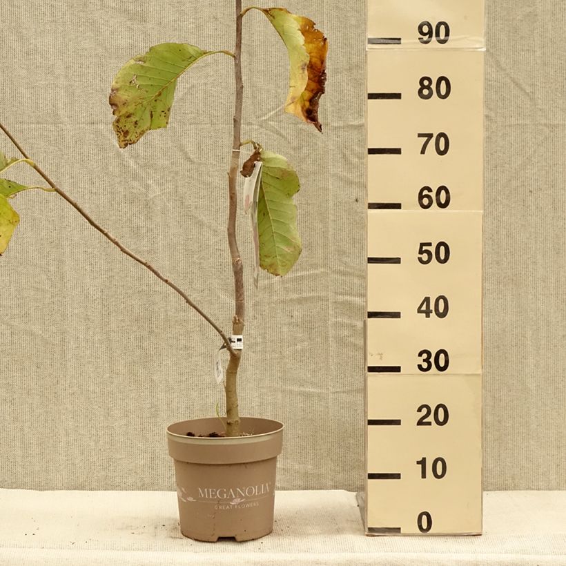 Esemplare di Magnolia soulangeana Meganolia Vaso da 4L/5L come consegnato in autunno