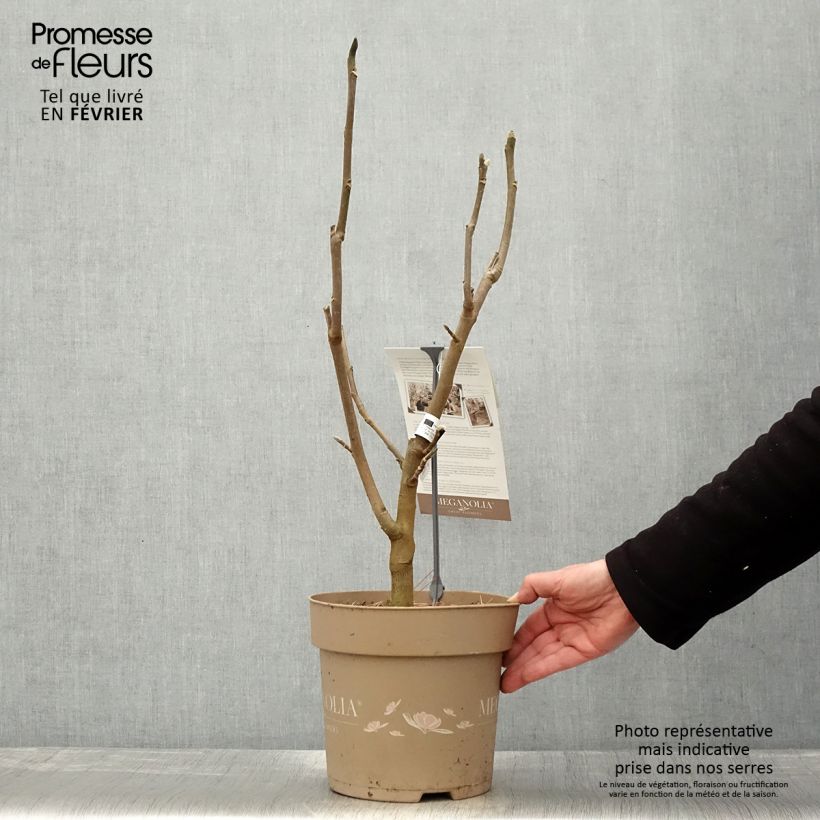 Magnolia soulangeana Meganolia Vaso da 4L/5L esemplare consegnato in inverno