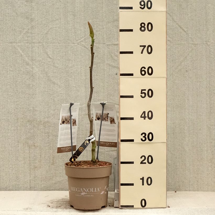 Magnolia soulangeana Meganolia Vaso da 4L/5L esemplare consegnato in primavera