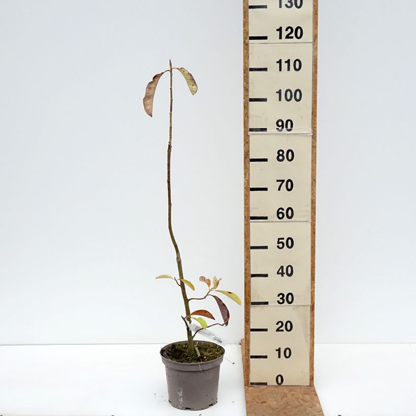 Esemplare di Magnolia officinalis Vaso da 4L/5L come consegnato in autunno