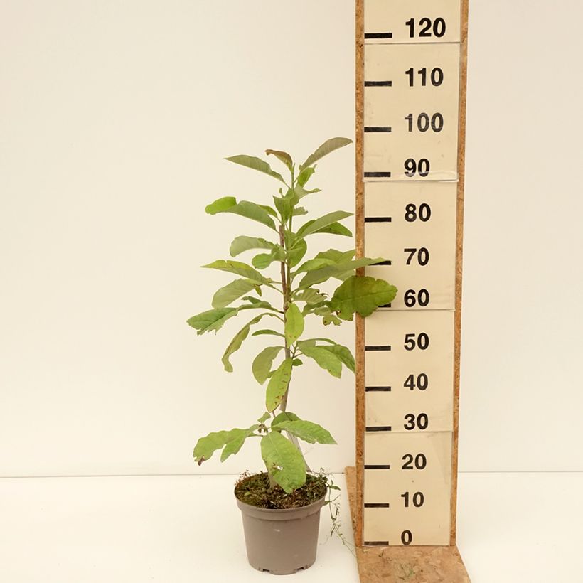 Esemplare di Magnolia officinalis Vaso da 4L/5L consegnato in estate