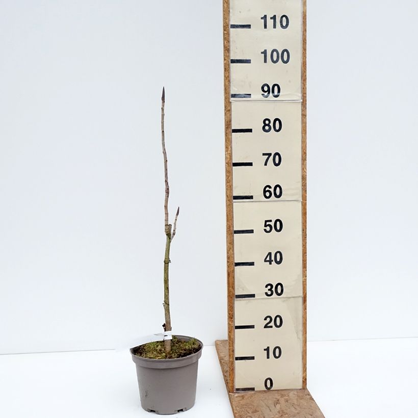 Magnolia officinalis Vaso da 4L/5L esemplare consegnato in inverno