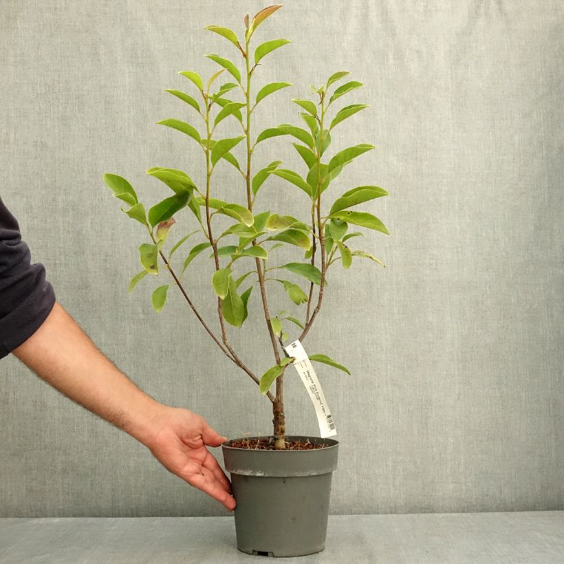 Esemplare di Magnolia Pink Pyramid Vaso da 3L/4L consegnato in estate