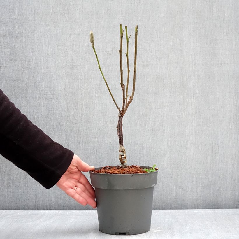 Magnolia Pink Pyramid Vaso da 3L/4L esemplare consegnato in inverno