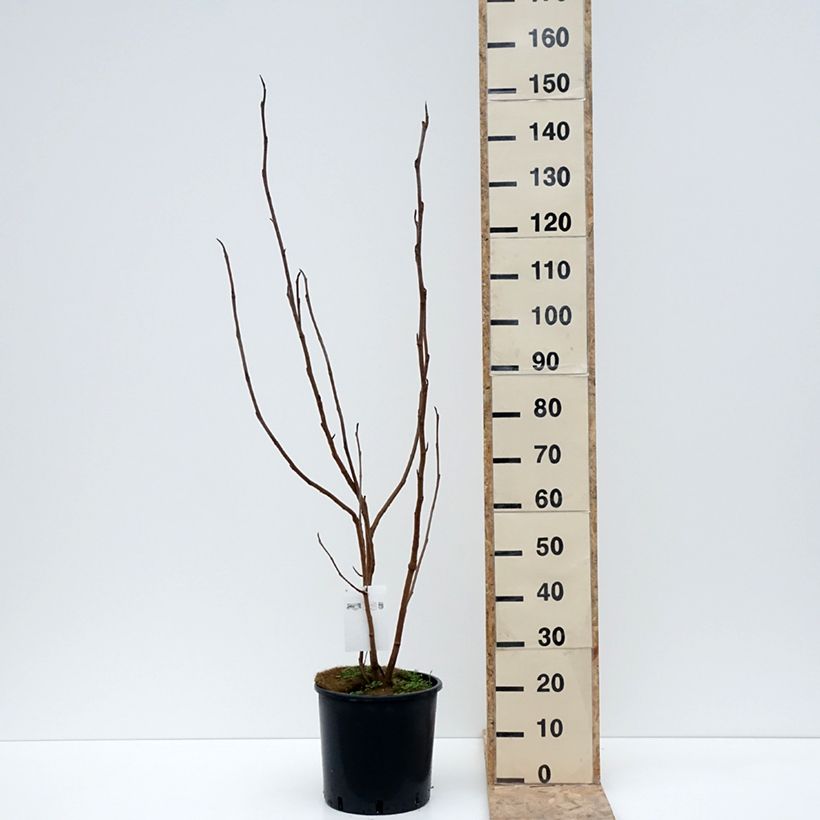Magnolia sieboldii Vaso da 12L/15L esemplare consegnato in inverno