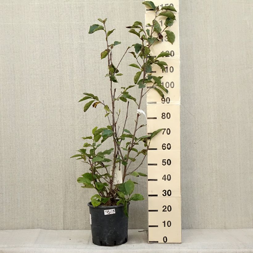 Esemplare di Magnolia soulangeana Alba Superba Vaso da 6L/7L come consegnato in autunno
