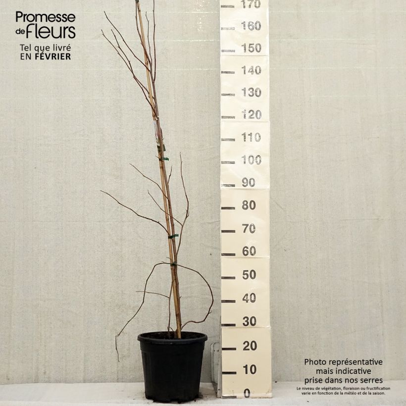 Magnolia soulangeana - Magnolia ibrida Vaso da 7,5L/10L esemplare consegnato in inverno