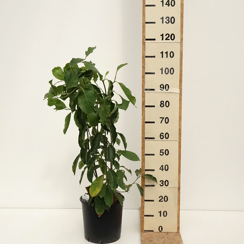Esemplare di Magnolia soulangeana - Magnolia ibrida Vaso da 7,5L/10L consegnato in estate
