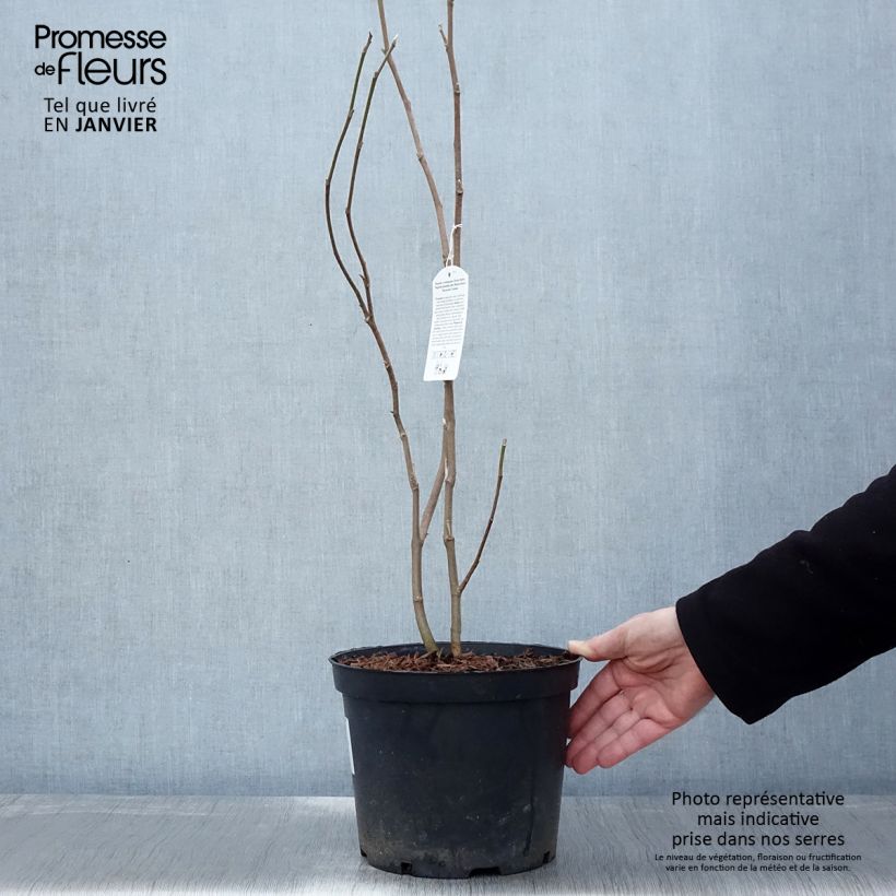 Magnolia soulangeana Rustica Rubra Vaso da 7,5L/10L esemplare consegnato in inverno