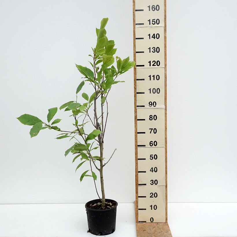 Esemplare di Magnolia soulangeana Rustica Rubra Vaso da 7,5L/10L consegnato in estate