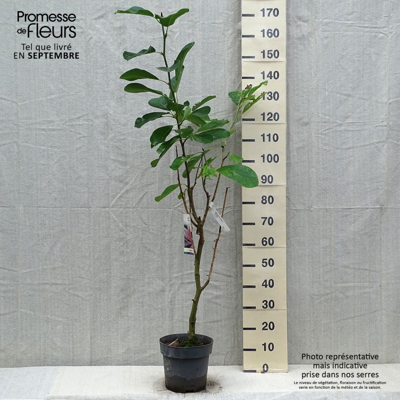 Esemplare di Magnolia Pink Beauty Vaso da 6L/7L come consegnato in autunno