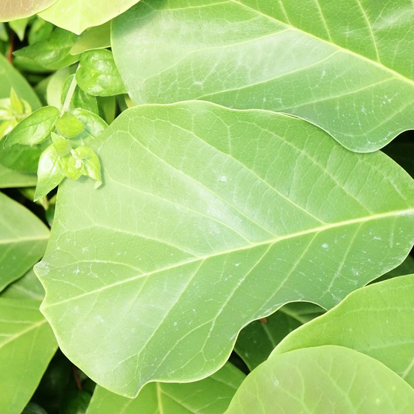 Magnolia Pink Beauty (Fogliame)