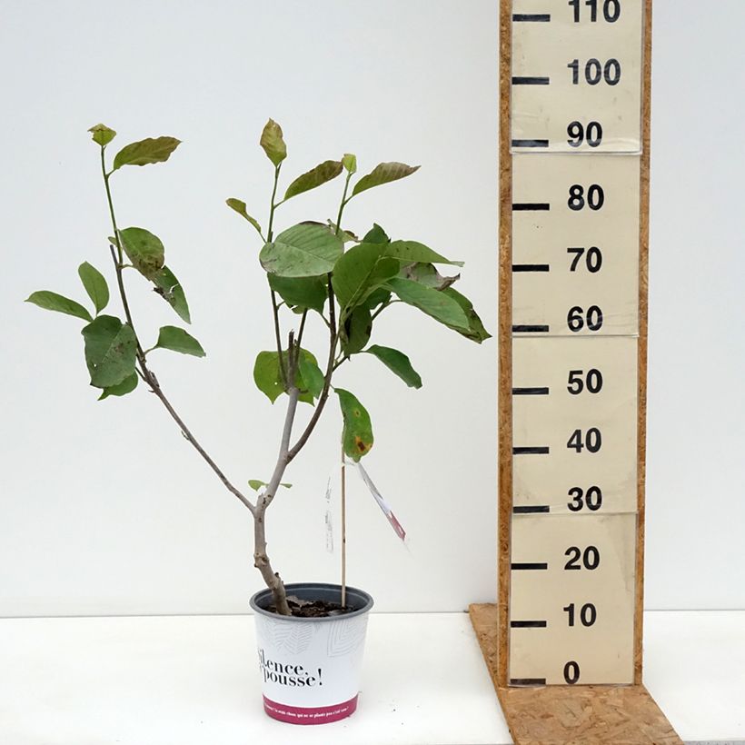 Esemplare di Magnolia Star Wars Vaso da 4L/5L come consegnato in autunno