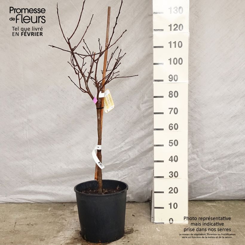 Magnolia stellata Vaso da 18L/20L esemplare consegnato in inverno