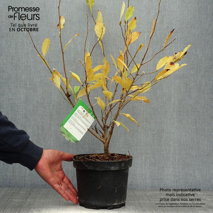 Esemplare di Magnolia stellata Vaso da 2L/3L come consegnato in autunno