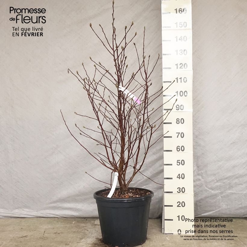 Magnolia stellata Vaso da 20L/25L esemplare consegnato in inverno