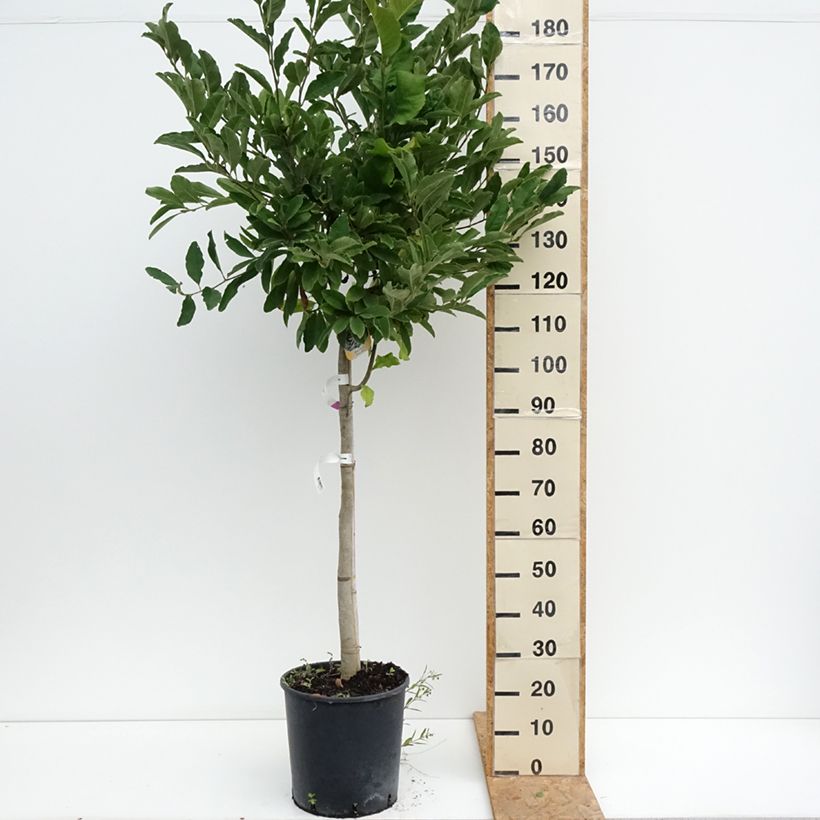 Esemplare di Magnolia stellata Vaso da 18L/20L, Vaso impalcato medio consegnato in estate
