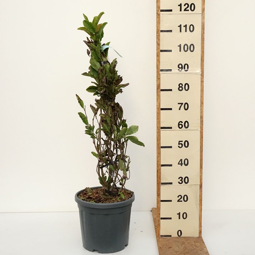 Esemplare di Magnolia stellata Rosea Vaso da 18L/20L come consegnato in autunno