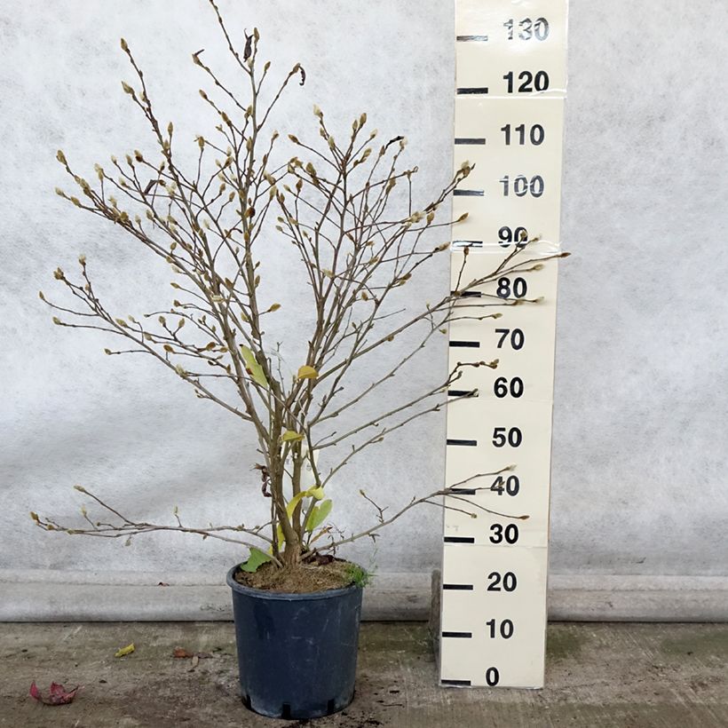 Esemplare di Magnolia stellata Royal Star Vaso da 12L/15L come consegnato in autunno