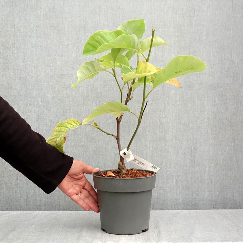 Esemplare di Magnolia Sunsation Vaso da 3L/4L come consegnato in autunno