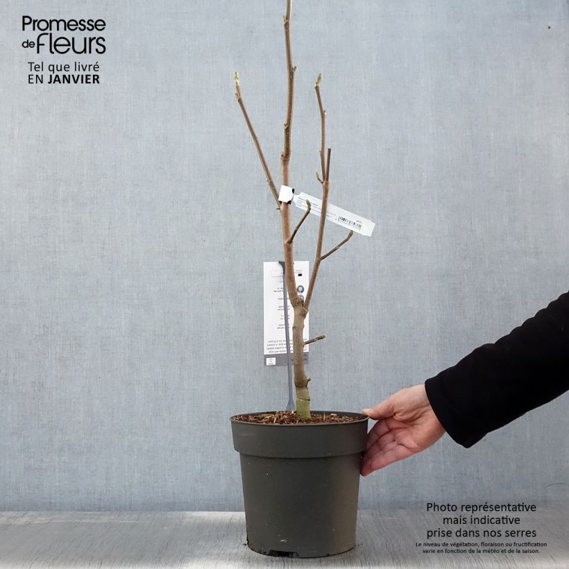 Magnolia Sunsation Vaso da 3L/4L esemplare consegnato in inverno