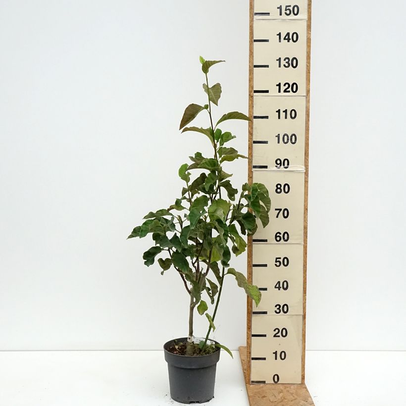Esemplare di Magnolia Sunspire Vaso da 6L/7L consegnato in estate