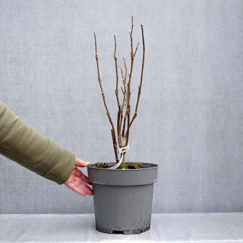 Magnolia Sunspire Vaso da 6L/7L esemplare consegnato in inverno