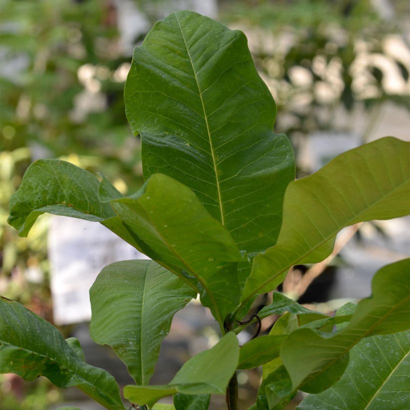 Magnolia tripetala (Fogliame)