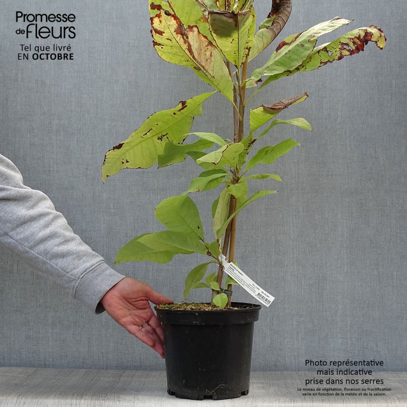 Esemplare di Magnolia tripetala Vaso da 3L/4L come consegnato in autunno