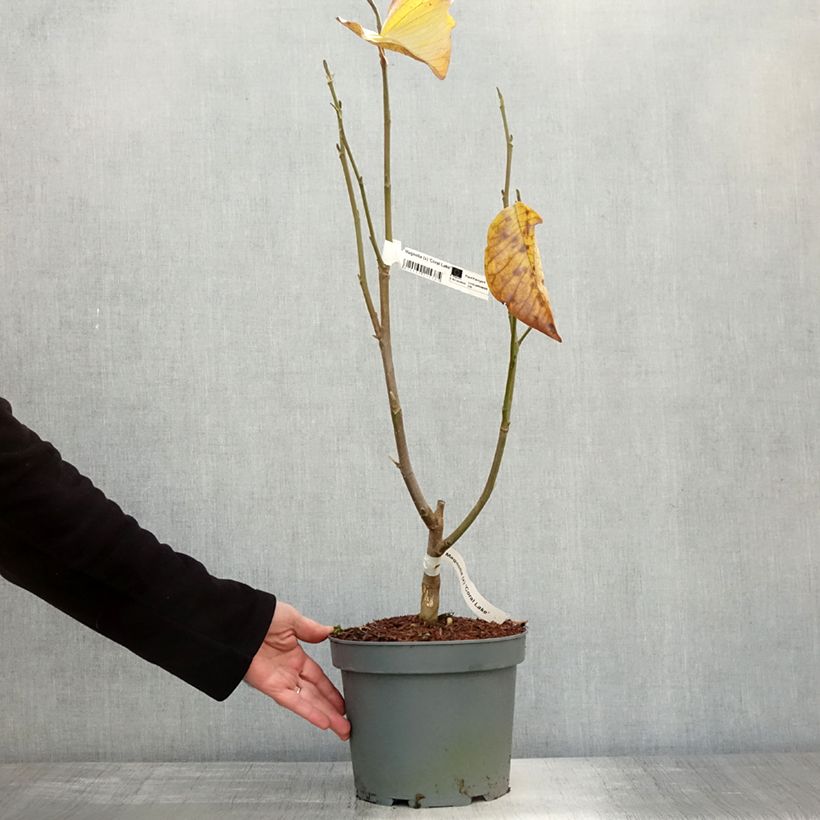 Esemplare di Magnolia Coral Lake Vaso da 3L/4L come consegnato in autunno