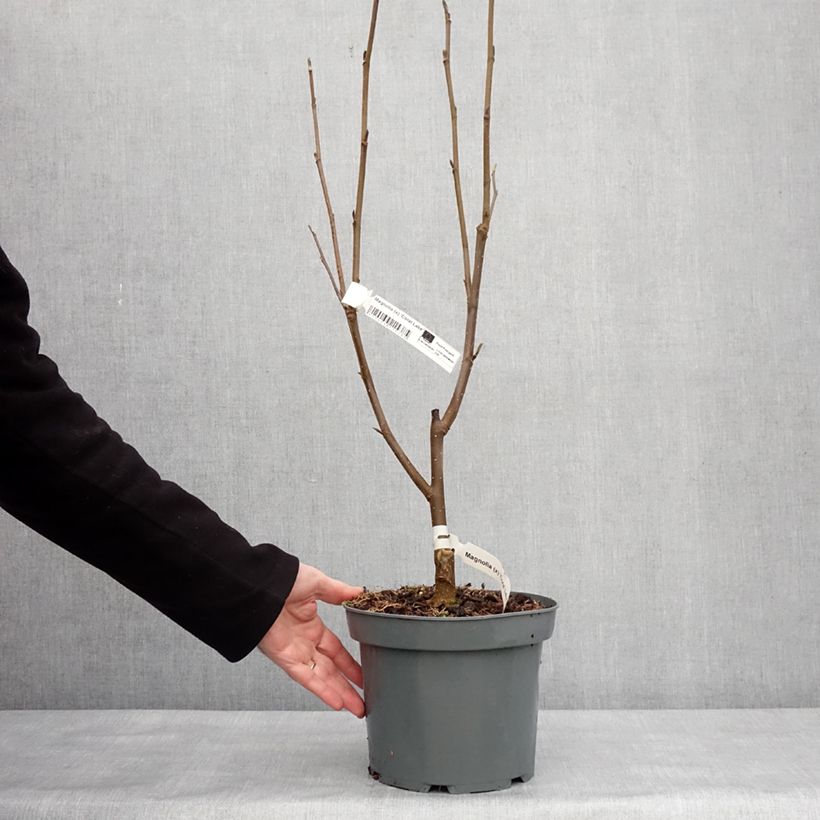 Magnolia Coral Lake Vaso da 3L/4L esemplare consegnato in inverno