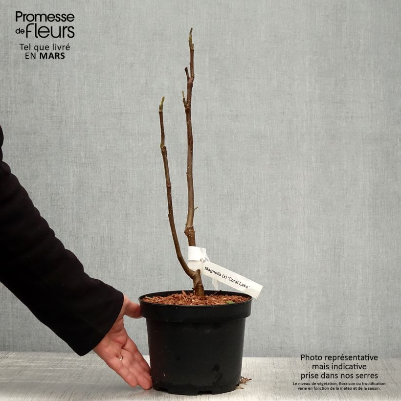 Magnolia Coral Lake Vaso da 3L/4L esemplare consegnato in primavera