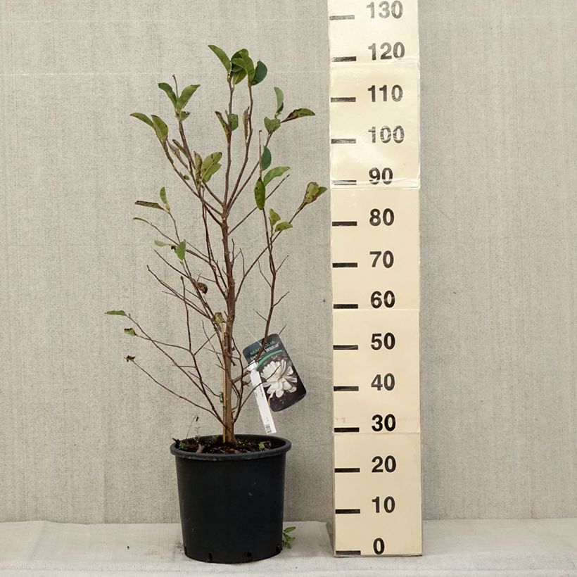 Esemplare di Magnolia Wildcat Vaso da 6L/7L come consegnato in autunno