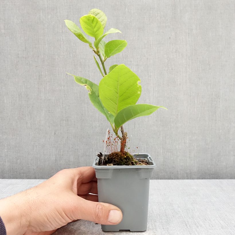 Magnolia soulangeana Cameo Vaso da Ø 12 cm / 13 cm esemplare consegnato in primavera