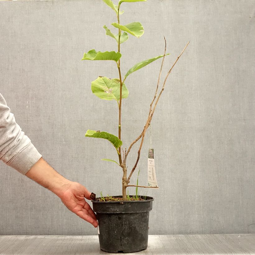 Esemplare di Magnolia soulangeana Lennei Vaso da 4L/5L come consegnato in autunno