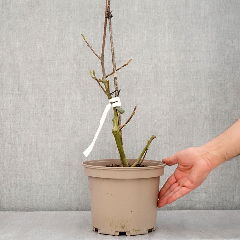 Magnolia soulangeana Picture Superba Vaso da 4L/5L esemplare consegnato in primavera