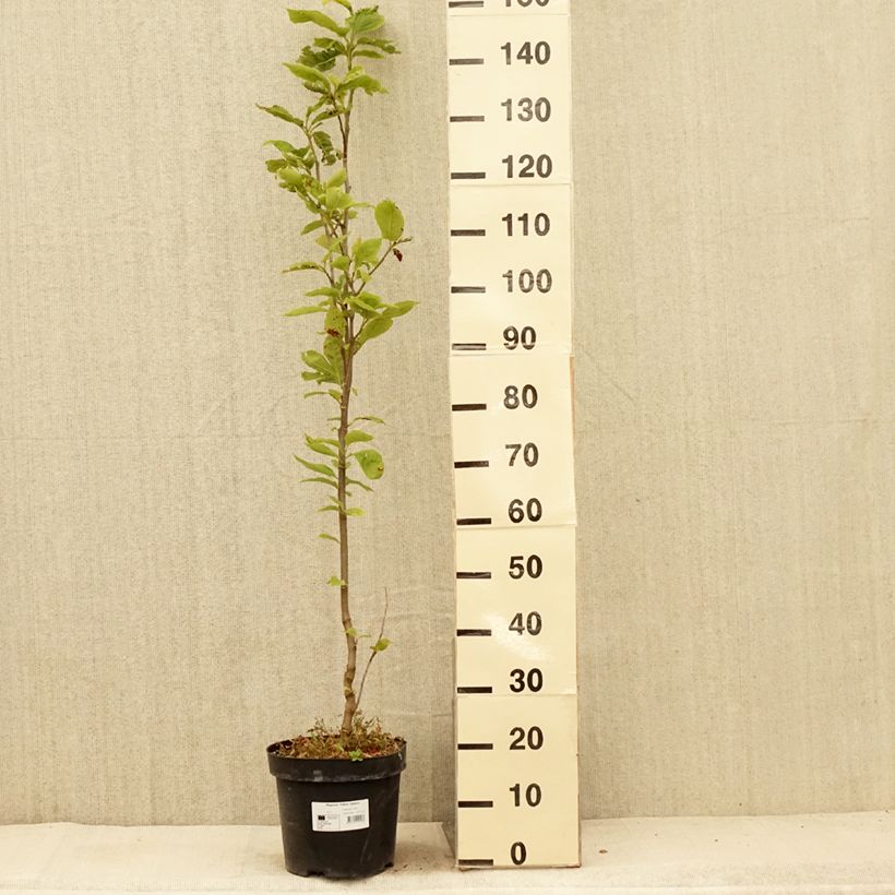 Esemplare di Magnolia Yellow Lantern Vaso da 6L/7L consegnato in estate