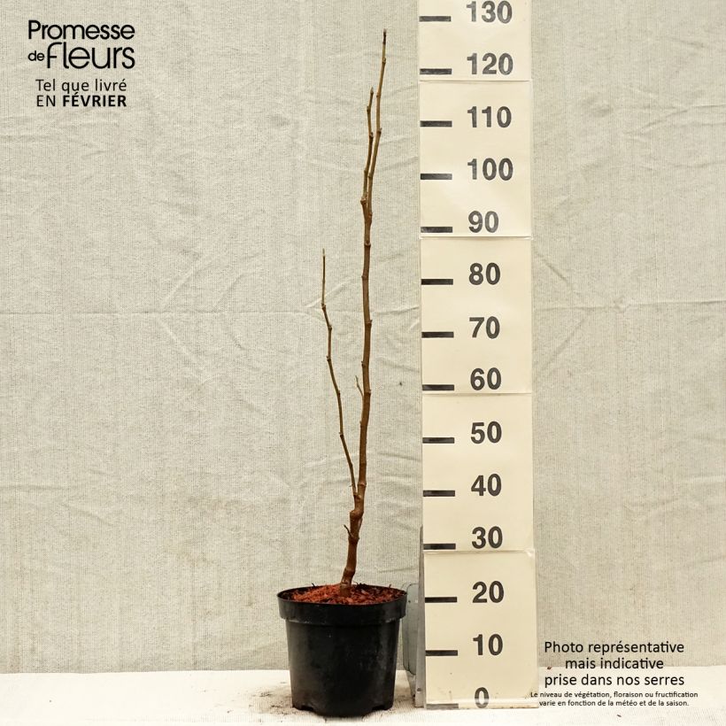 Magnolia Yellow Lantern Vaso da 6L/7L esemplare consegnato in inverno