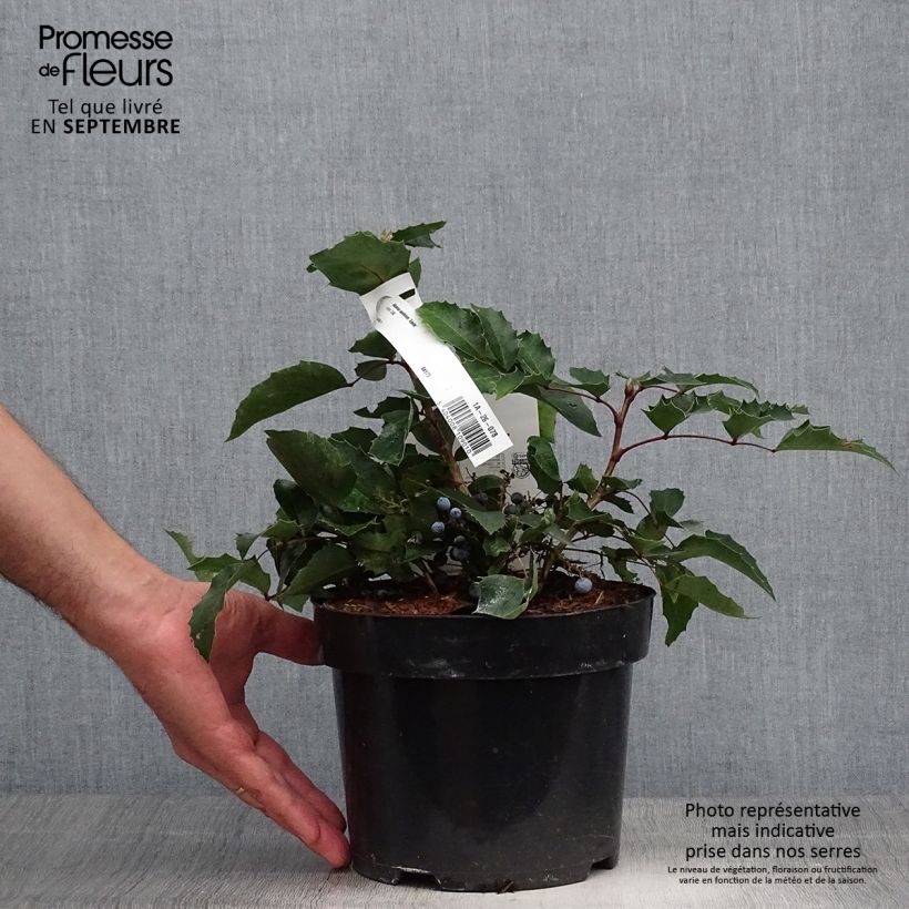 Esemplare di Mahonia aquifolium Apollo Vaso da 2L/3L come consegnato in autunno